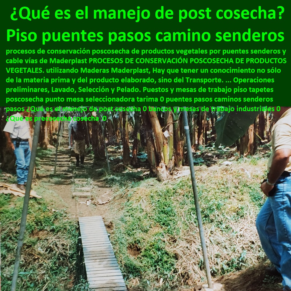 Puestos y mesas de trabajo piso tapetes poscosecha punto mesa seleccionadora tarima 0 puentes pasos caminos senderos pasos CULTIVOS TECNIFICADOS, INVERNADEROS, Semilleros, Bancos De Siembra, Hidroponía, Agricultura, Cosecha, Poscosecha, Tutores Para Flores, Cable Vía Bananas Aromáticas, ¿Qué es el manejo de post cosecha 0 bancos y mesas de trabajo industriales 0 ¿Qué es precosecha cosecha  0 Puestos y mesas de trabajo piso tapetes poscosecha punto mesa seleccionadora tarima 0 puentes pasos caminos senderos pasos ¿Qué es el manejo de post cosecha 0 bancos y mesas de trabajo industriales 0 ¿Qué es precosecha cosecha  0